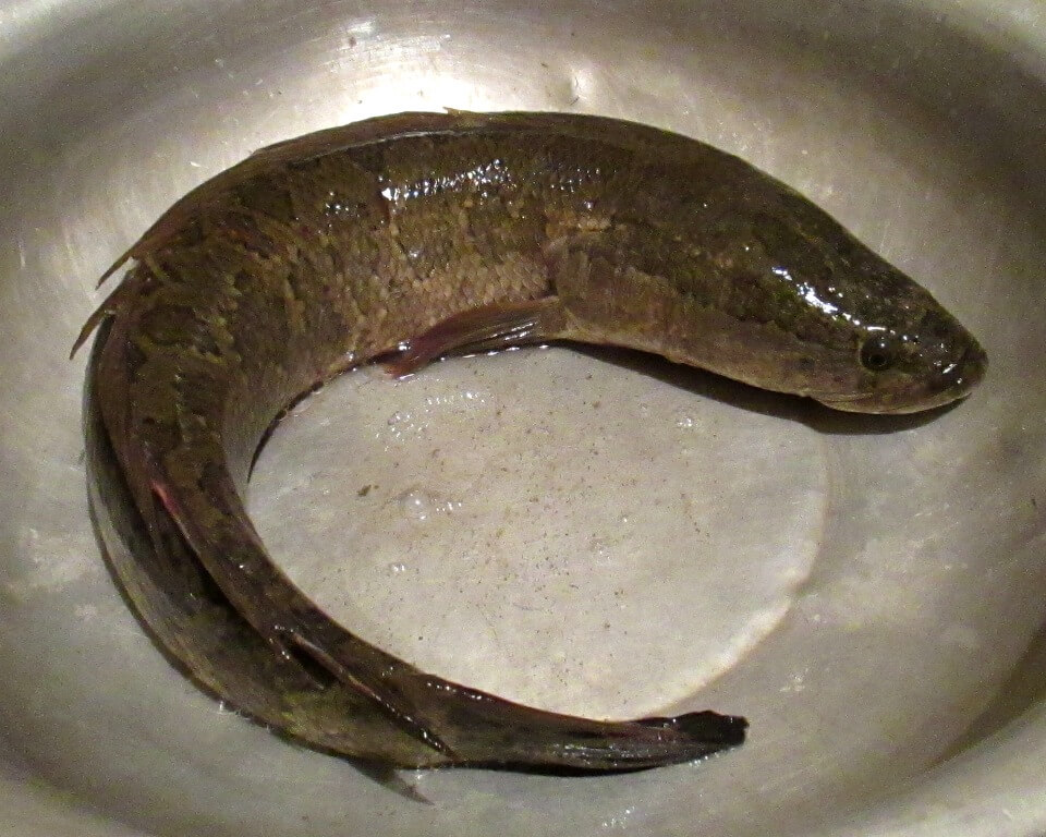 Змееголов Рыба Фото