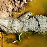 Крокодил отдыхает